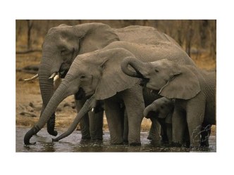 Развивающее занятие для детей средней, старшей группы Животные африки план-конспект занятия (средняя, старшая, подготовительная группа)