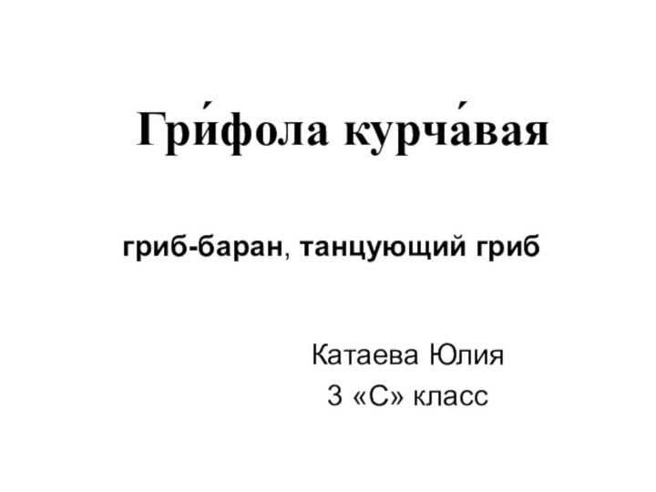 Гри́фола курча́вая Катаева Юлия 3 «С» классгриб-баран, танцующий гриб