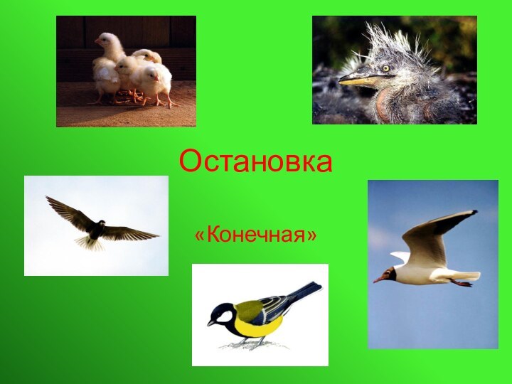 Остановка «Конечная»