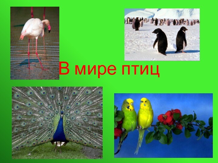 В мире птиц