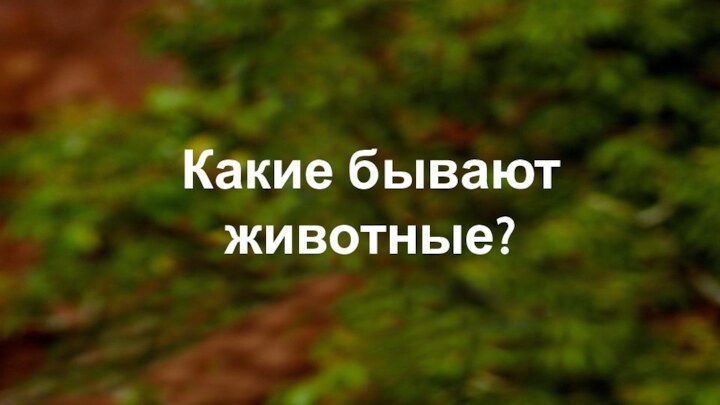 Какие бывают животные?