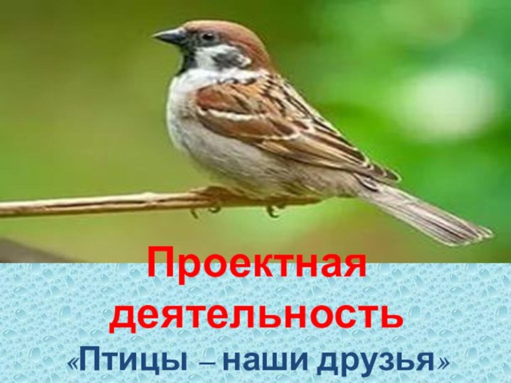 Проектная деятельность «Птицы – наши друзья»