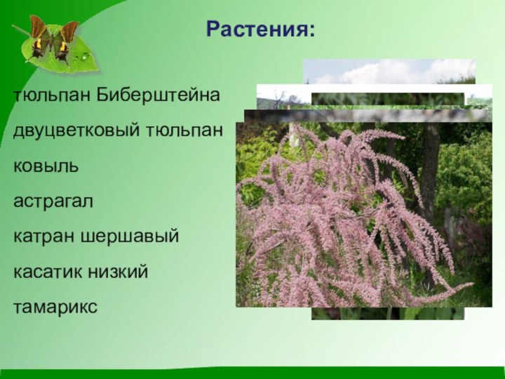 Растения:тюльпан Биберштейнадвуцветковый тюльпанковыльастрагал катран шершавыйкасатик низкийтамарикс