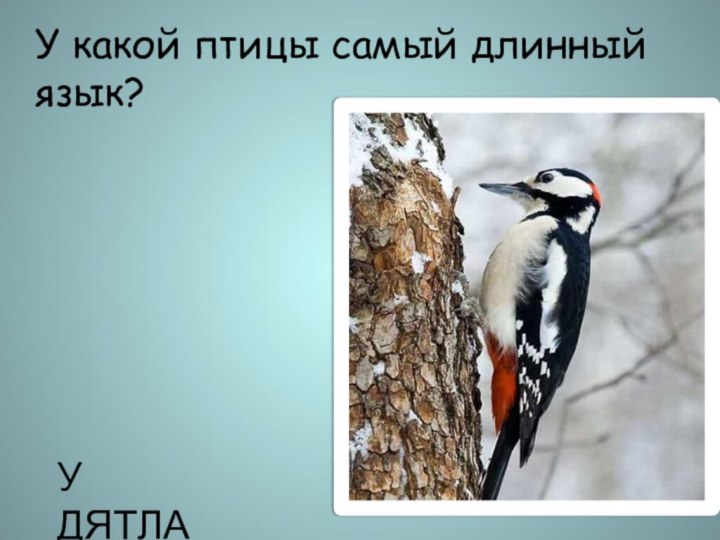 У какой птицы самый длинный язык?У ДЯТЛА