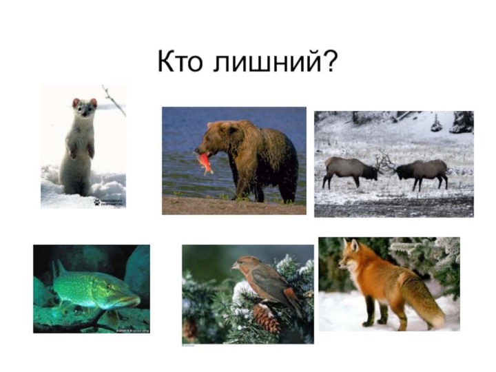 Кто лишний?