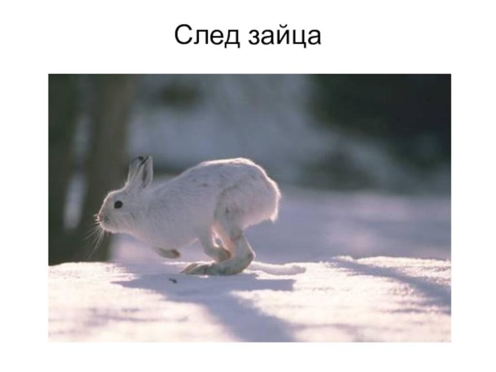 След зайца