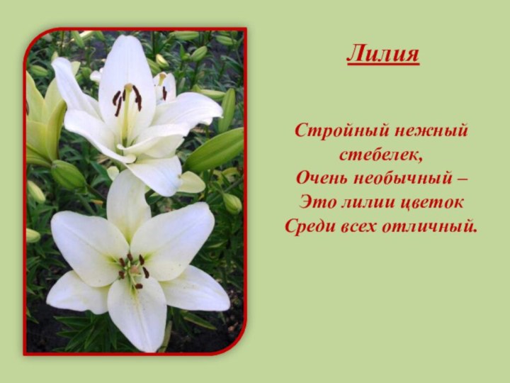 ЛилияСтройный нежный стебелек,Очень необычный –Это лилии цветокСреди всех отличный.