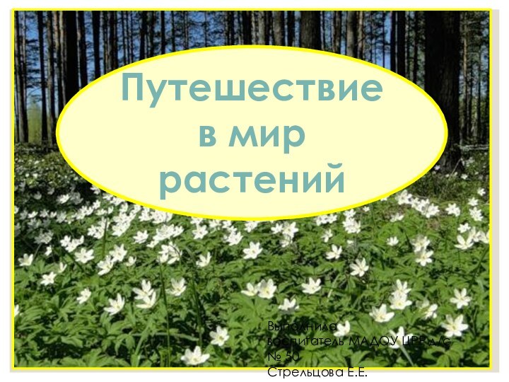 Путешествие в мир растенийВыполнила воспитатель МАДОУ ЦРР д/с № 50Стрельцова Е.Е.