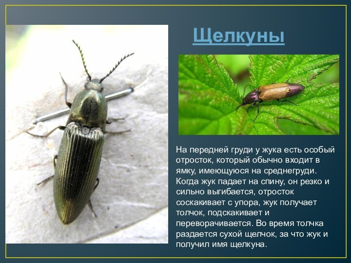 Щелкуны На передней груди у жука есть особый отросток, который обычно входит