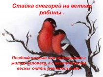 Стайка снегирей на ветках рябины презентация к уроку по окружающему миру (средняя группа)