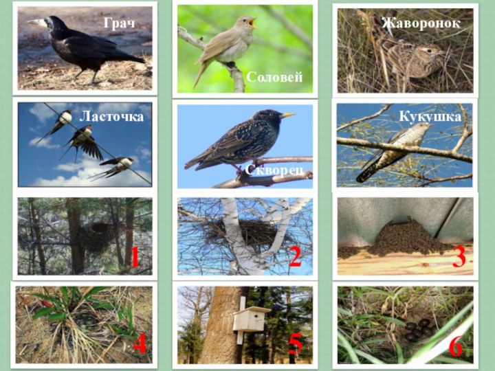 ГрачСоловейЖаворонокЛасточкаСкворецКукушка123456