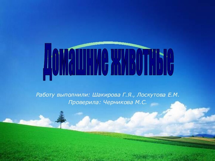 Работу выполнили: Шакирова Г.Я., Лоскутова Е.М.Проверила: Черникова М.С.Домашние животные