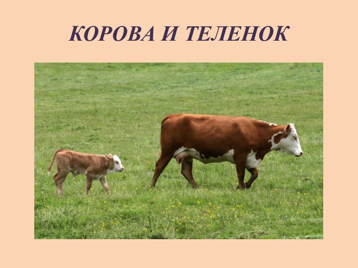 КОРОВА И ТЕЛЕНОК