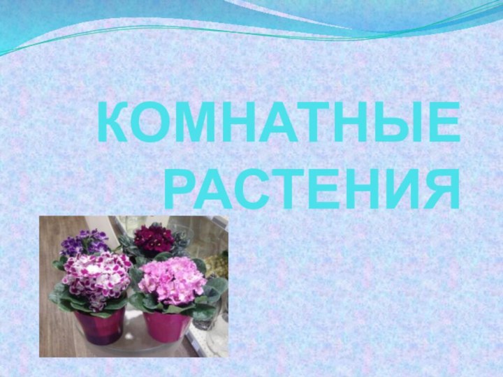 КОМНАТНЫЕ РАСТЕНИЯ