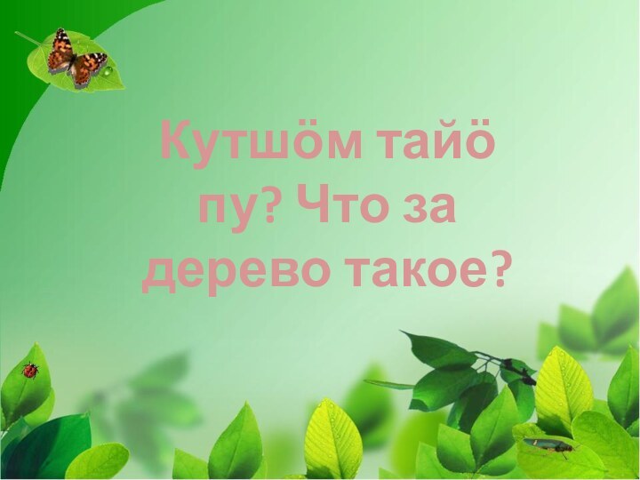 Кутшӧм тайӧ пу? Что за дерево такое?