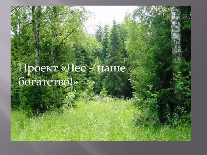 Проект «Лес – наше богатство!»
