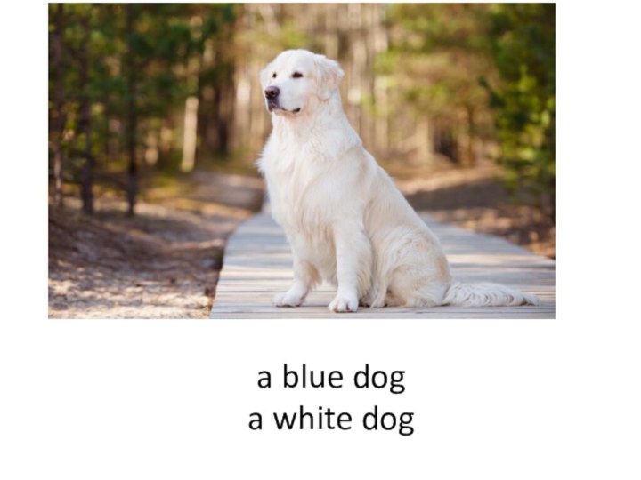 a blue dog a white dog