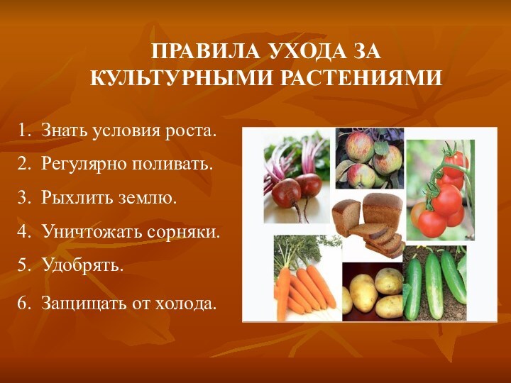 ПРАВИЛА УХОДА ЗА КУЛЬТУРНЫМИ РАСТЕНИЯМИЗнать условия роста.Регулярно поливать.Рыхлить землю.Уничтожать сорняки.Удобрять.Защищать от холода.