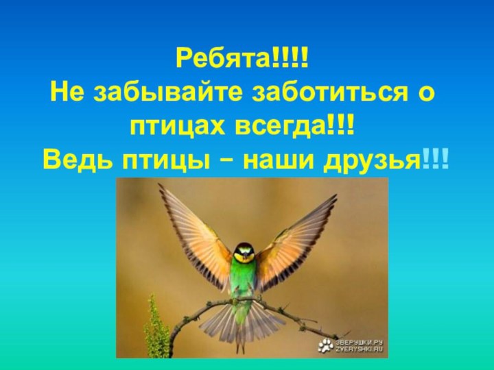 Ребята!!!! Не забывайте заботиться о птицах всегда!!!  Ведь птицы – наши друзья!!!