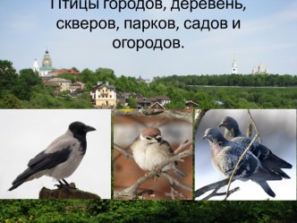 Птицы городов, деревень, скверов и парков презентация к уроку по окружающему миру по теме