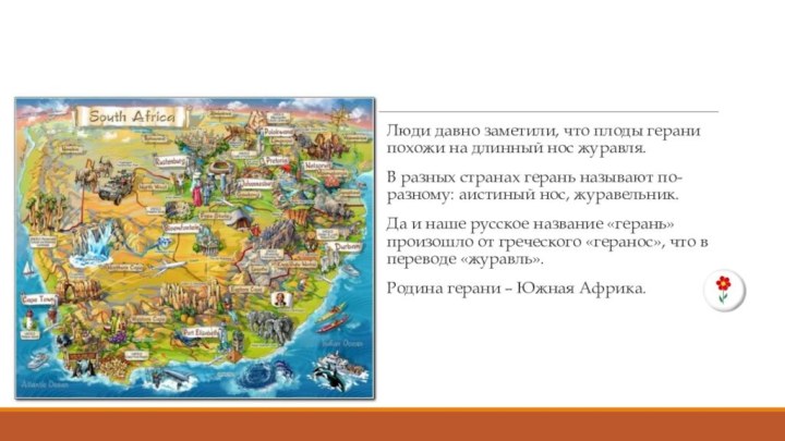 Люди давно заметили, что плоды герани похожи на длинный нос журавля. В