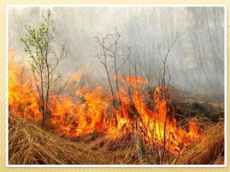 Презентация Весенние палы презентация к уроку (старшая группа)