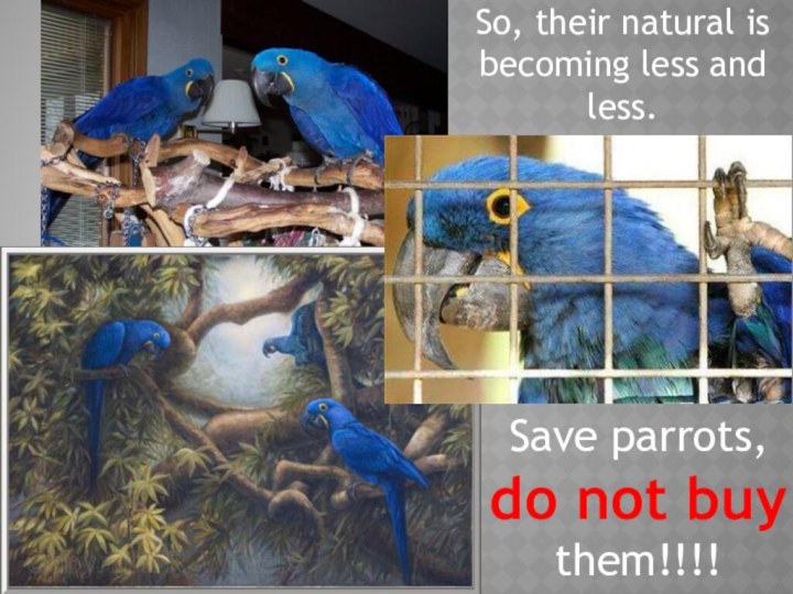 So, their natural is becoming less and less.Save parrots, do not buy them!!!!