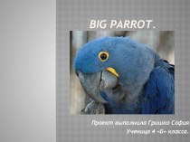 big parrot