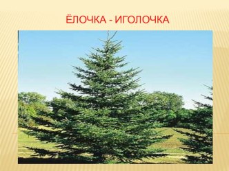 Конспект урока окружающего мира Хвойные деревья, 1 класс, Начальная школа XXIвека план-конспект урока по окружающему миру (1 класс) по теме