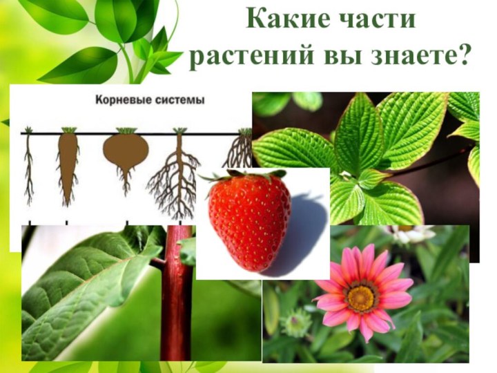 Какие части растений вы знаете?