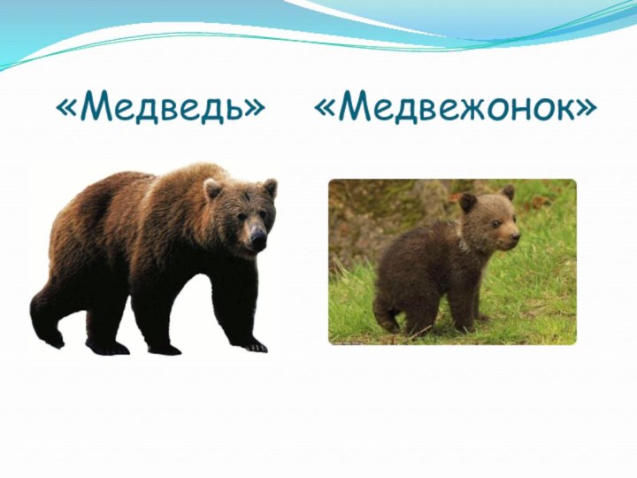 «Медведь»  «Медвежонок»