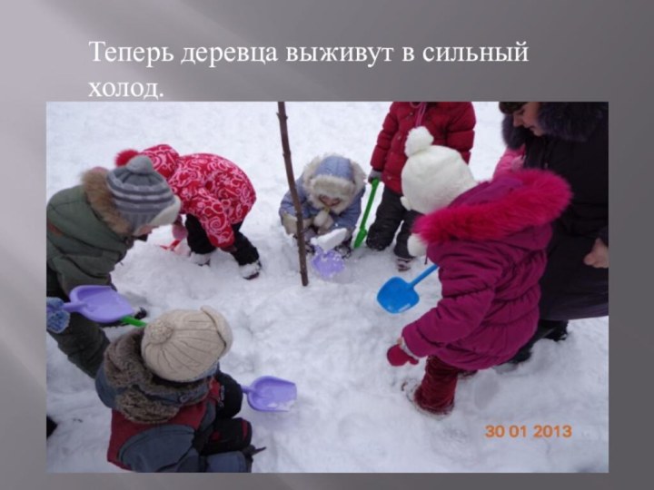 Теперь деревца выживут в сильный холод.