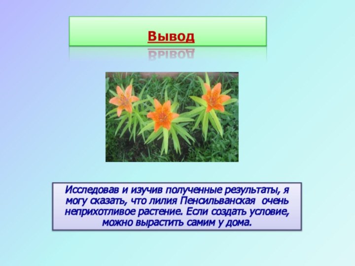 ВыводИсследовав и изучив полученные результаты, я могу сказать, что лилия Пенсильванская очень