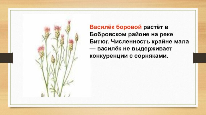 Василёк боровой растёт в Бобровском районе на реке Битюг. Численность крайне мала