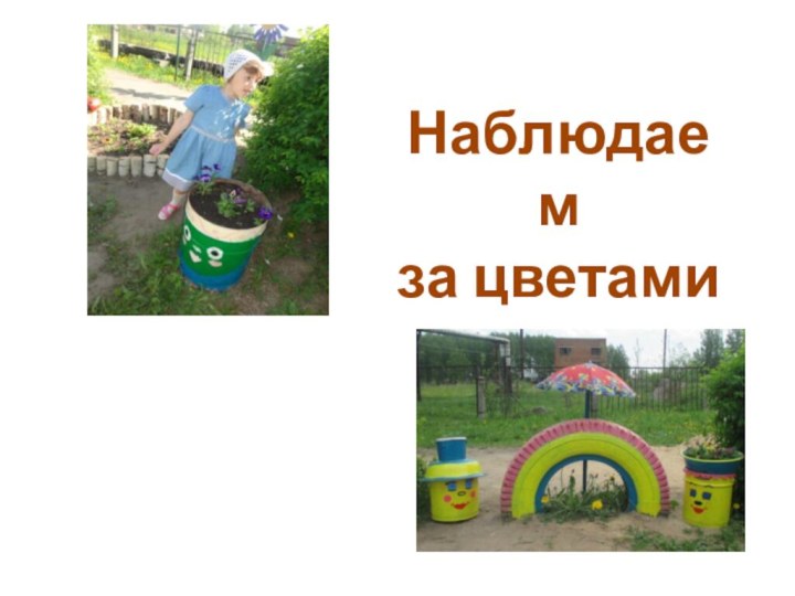 Наблюдаем за цветами