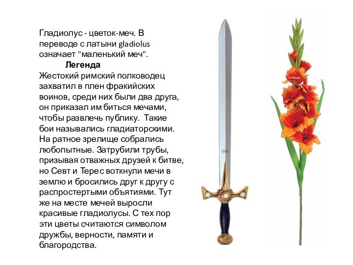 Гладиолус - цветок-меч. В переводе с латыни gladiolus означает 