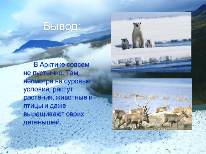 Вывод:В Арктике совсем не пустынно. Там, несмотря на суровые условия, растут растения,