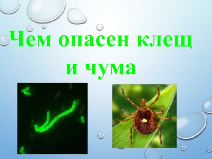 Чем опасен клещ и чума