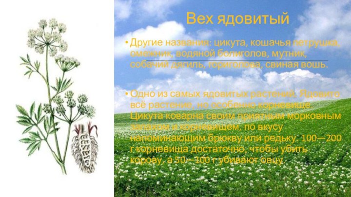 Вех ядовитыйДругие названия: цикута, кошачья петрушка, омежник, водяной болиголов, мутник, собачий дягиль,