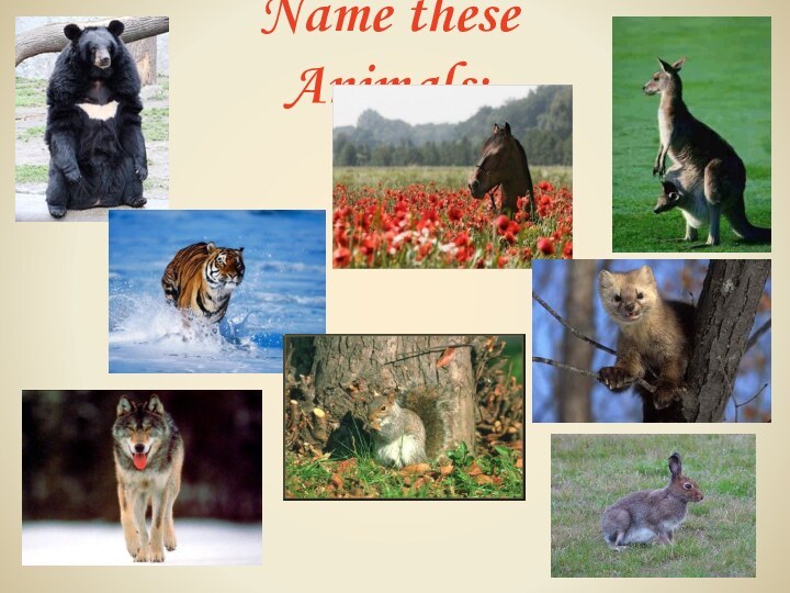 Name these Animals: