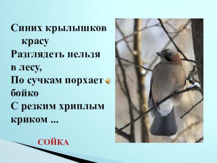 Синих крылышков 	красу  Разглядеть нельзя 	в лесу,  По сучкам порхает