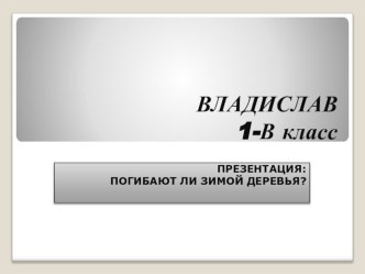 Исследовательский проект обучающегося 1 класса Погибают ли зимой деревья? презентация к уроку по окружающему миру (1 класс)