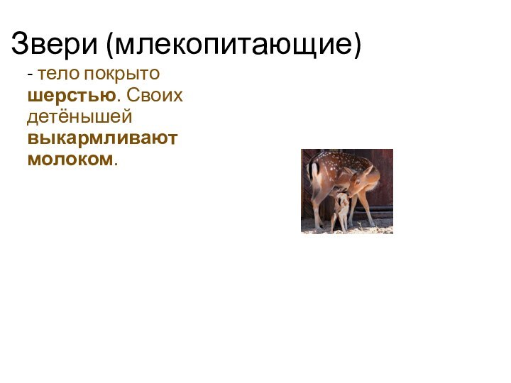 Звери (млекопитающие)- тело покрыто шерстью. Своих детёнышей выкармливают молоком.