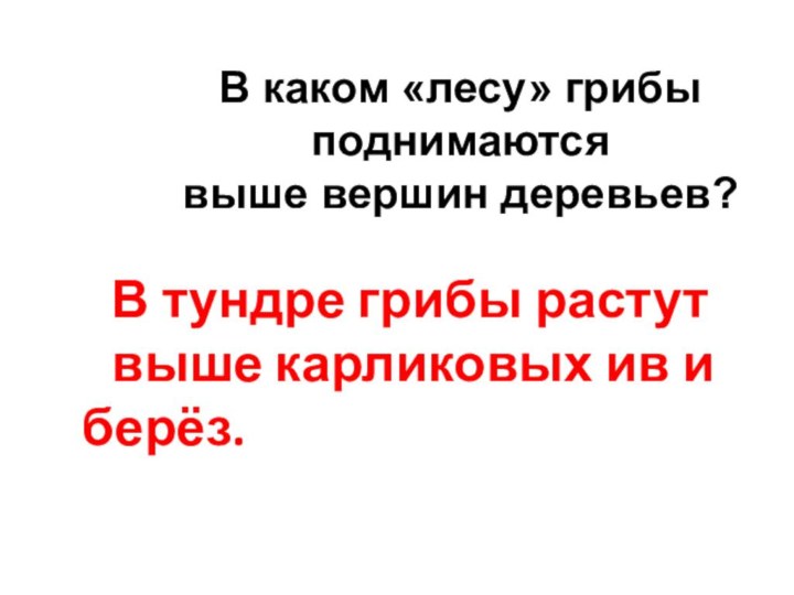 В каком «лесу» грибы поднимаются выше вершин деревьев?В тундре грибы растут выше карликовых ив и берёз.