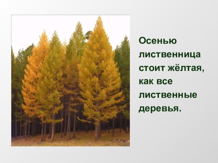 Осенью лиственница стоит жёлтая, как все лиственные деревья.