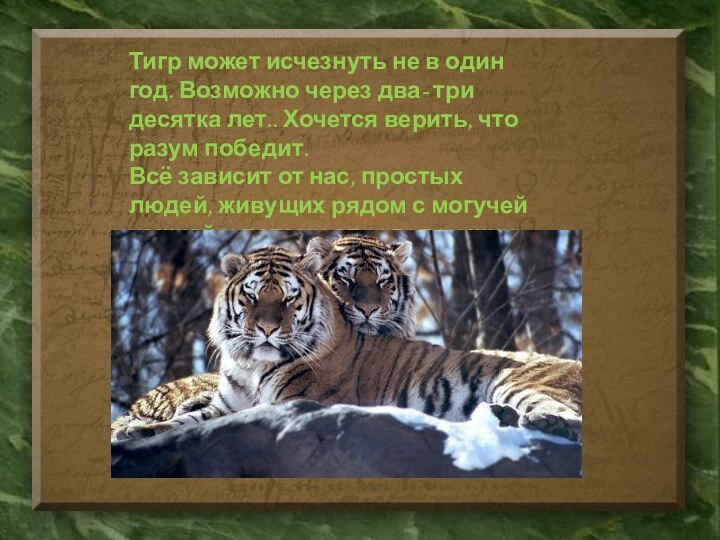 Тигр может исчезнуть не в один год. Возможно через два- три десятка