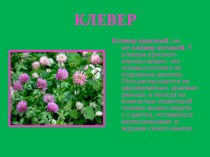 lugovye cvety - 2 1