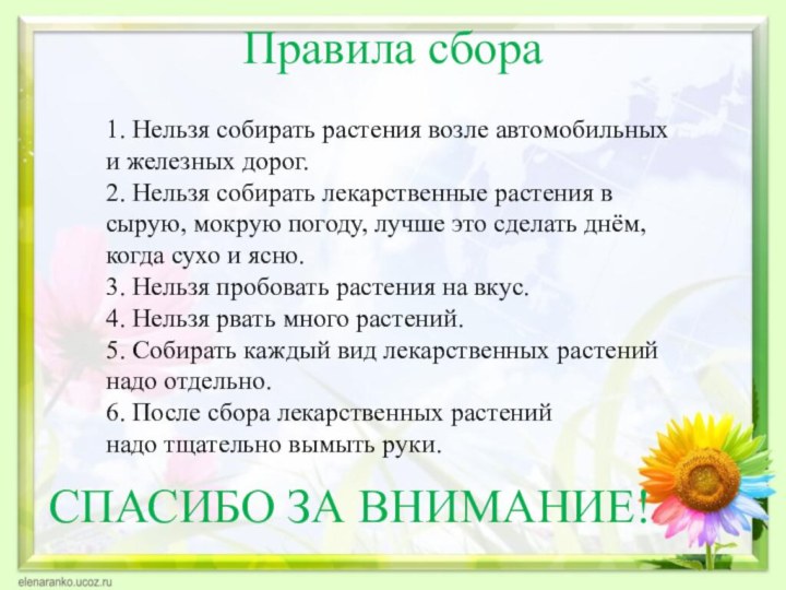 Правила сбора   1. Нельзя собирать растения возле автомобильных и железных дорог.