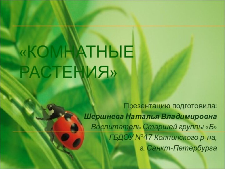 «КОМНАТНЫЕ РАСТЕНИЯ»Презентацию подготовила:Шершнева Наталья ВладимировнаВоспитатель Старшей группы «Б»ГБДОУ №47 Колпинского р-на, г. Санкт-Петербурга