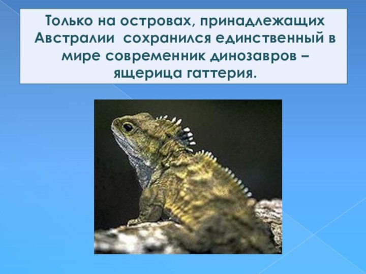 Только на островах, принадлежащих Австралии сохранился единственный в мире современник динозавров – ящерица гаттерия.